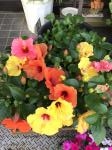 はじめまして。｜「花の清花園」　（愛知県名古屋市北区の花キューピット加盟店 花屋）のブログ
